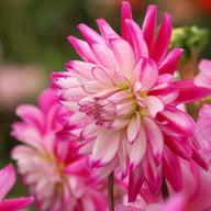 Who Dun It Dahlia Tuber