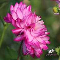 Who Dun It Dahlia Knöl