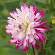 Who Dun It Dahlia Tuber
