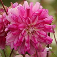Who Dun It Dahlia Knöl
