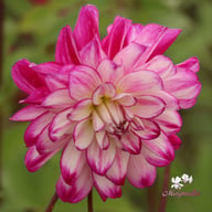 Who Dun It Dahlia Knöl