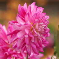 Who Dun It Dahlia Tuber