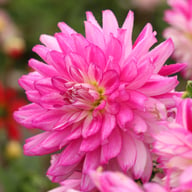 Who Dun It Dahlia Tuber