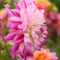 Who Dun It Dahlia Tuber
