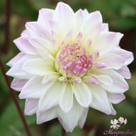 Who Me? Dahlia Knöl