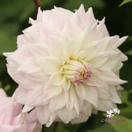 Who Me? Dahlia Knöl