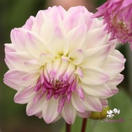 Who Me? Dahlia Knöl