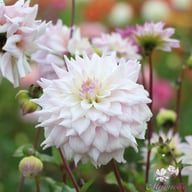 Who Me? Dahlia Knöl