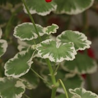 Wilhelm Langguth Pelargonium Cutting