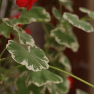 Wilhelm Langguth Pelargonium Cutting
