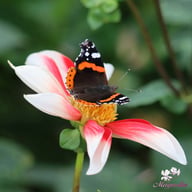 Windmill Dahlia Tuber