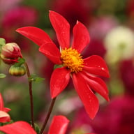 Windmill Dahlia Knöl