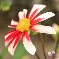 Windmill Dahlia Tuber
