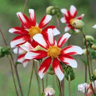 Windmill Dahlia Tuber