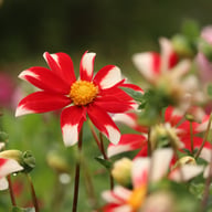 Windmill Dahlia Knöl