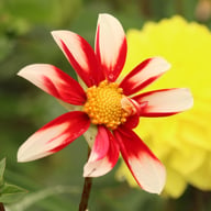Windmill Dahlia Knöl