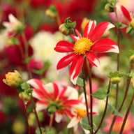 Windmill Dahlia Knöl