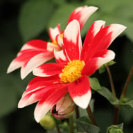 Windmill Dahlia Knöl