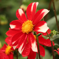 Windmill Dahlia Knöl