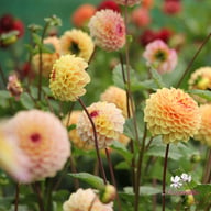 Wine Eyed Jill Dahlia Tuber