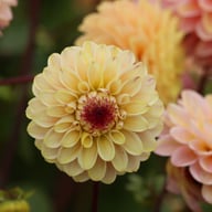 Wine Eyed Jill Dahlia Tuber