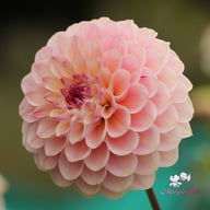 Wine Eyed Jill Dahlia Tuber