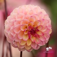 Wine Eyed Jill Dahlia Tuber