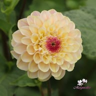 Wine Eyed Jill Dahlia Tuber