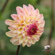Wine Eyed Jill Dahlia Tuber