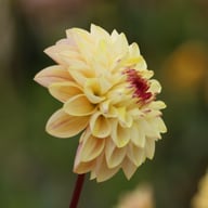 Wine Eyed Jill Dahlia Tuber