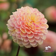 Wine Eyed Jill Dahlia Tuber