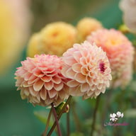 Wine Eyed Jill Dahlia Tuber
