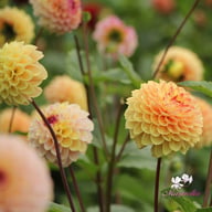 Wine Eyed Jill Dahlia Tuber