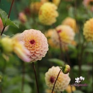 Wine Eyed Jill Dahlia Tuber