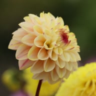 Wine Eyed Jill Dahlia Tuber