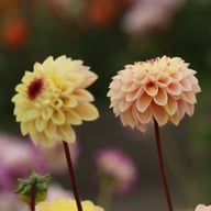 Wine Eyed Jill Dahlia Tuber
