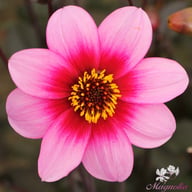 Wishes 'n' Dreams Dahlia Knöl