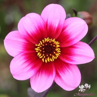 Wishes 'n' Dreams Dahlia Knöl