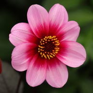 Wishes 'n' Dreams Dahlia Tuber