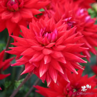 Witteman's Best Dahlia Tuber