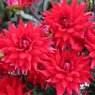 Witteman's Best Dahlia Tuber