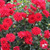 Witteman's Best Dahlia Tuber