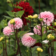 Wizard of Oz Dahlia Tuber