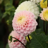 Wizard of Oz Dahlia Tuber