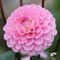 Wizard of Oz Dahlia Knöl
