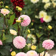 Wizard of Oz Dahlia Tuber