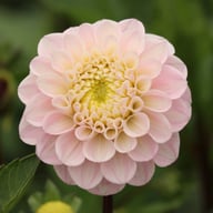 Wizard of Oz Dahlia Tuber