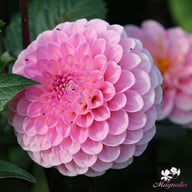 Wizard of Oz Dahlia Knöl