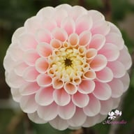 Wizard of Oz Dahlia Knöl