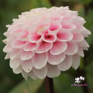 Wizard of Oz Dahlia Knöl